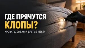 Read more about the article Где прячутся клопы в квартире: как проверить кровать, диван и другие места